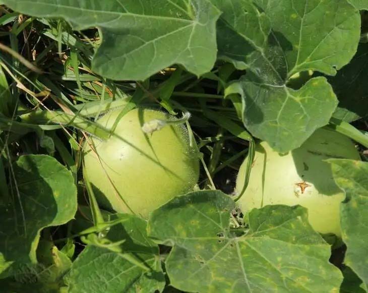 新鮮果蔬隨手可得，菜多多配送速度快 - 42 characters