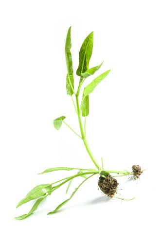 首宏食堂蔬菜配送——新鮮直達，美味升級！