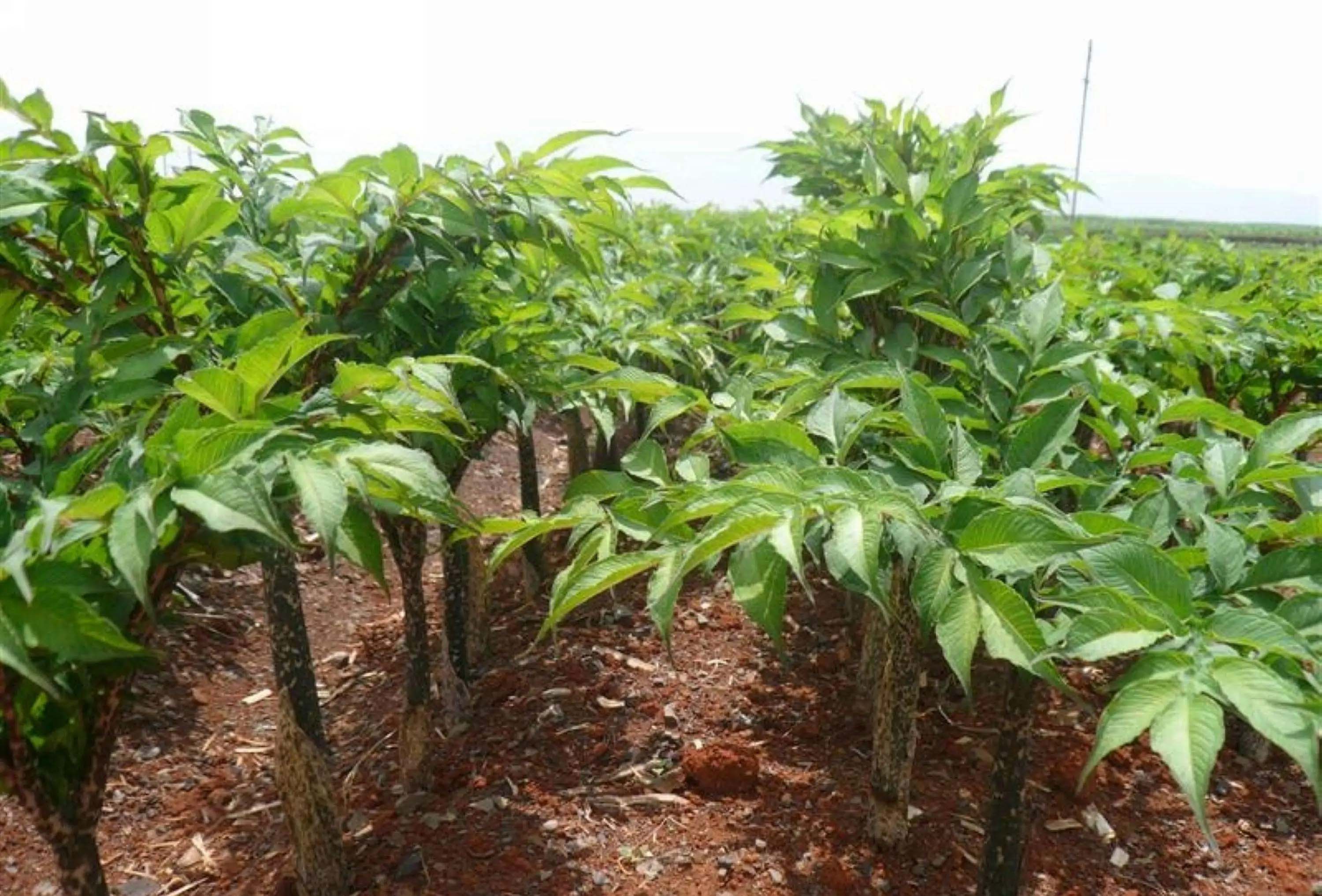 大型蔬菜配送有檢測嗎 安全放心 新鮮直達