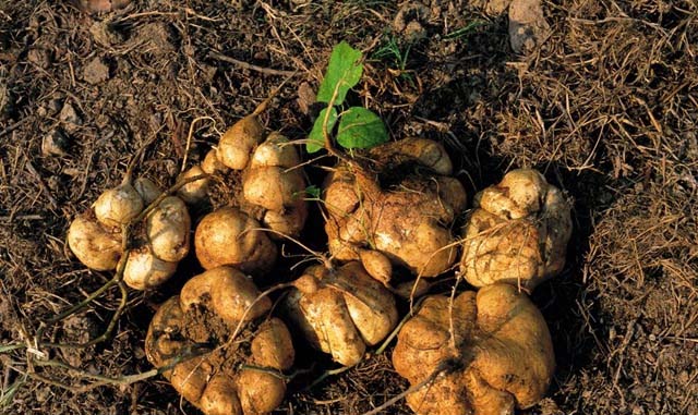 吃得放心！食品安全必知必學