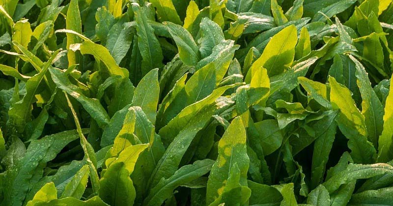 蔬菜配送：新鮮直達(dá)，滿足生活新需求