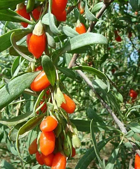 享受便利，選購新鮮！買菜送貨上門