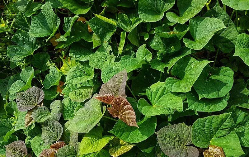 享受新鮮蔬菜的方便——網(wǎng)上蔬菜配送