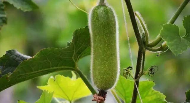 鮮到家 惠州蔬菜配送 – 快速送達您的餐桌