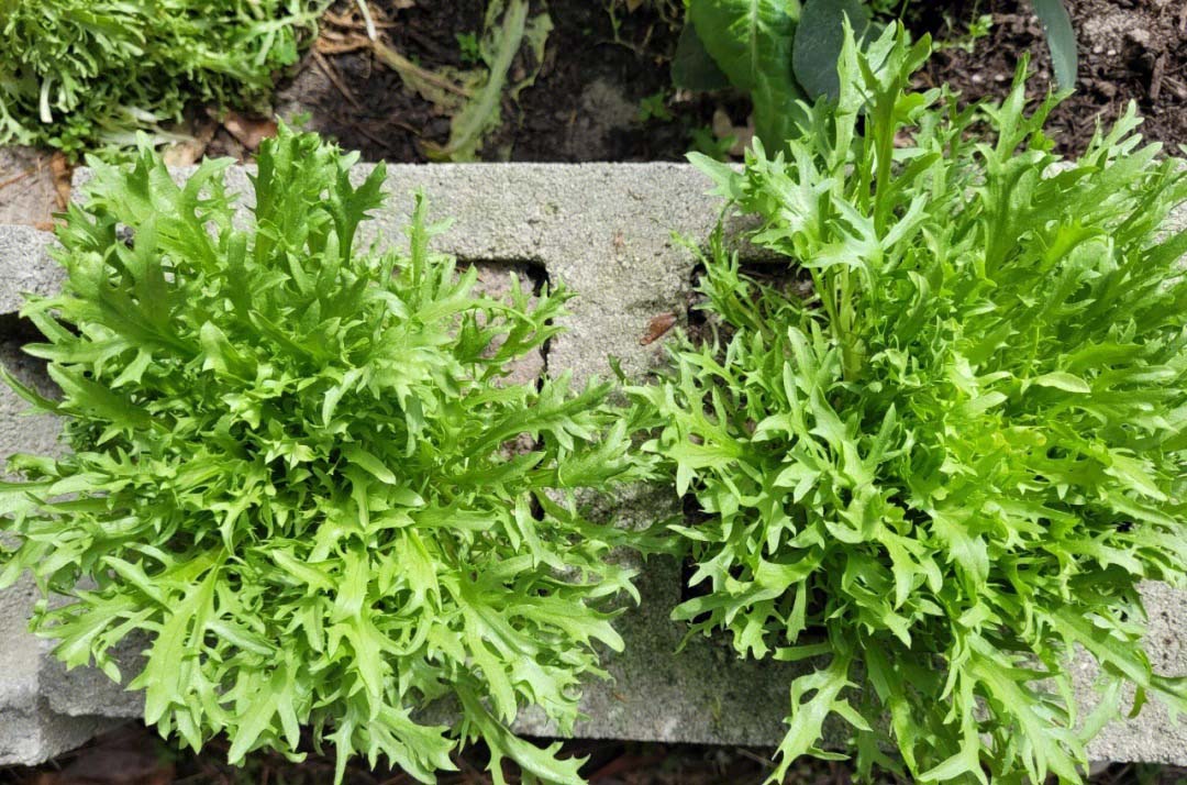 蔬菜配送新鮮直達健康每一餐