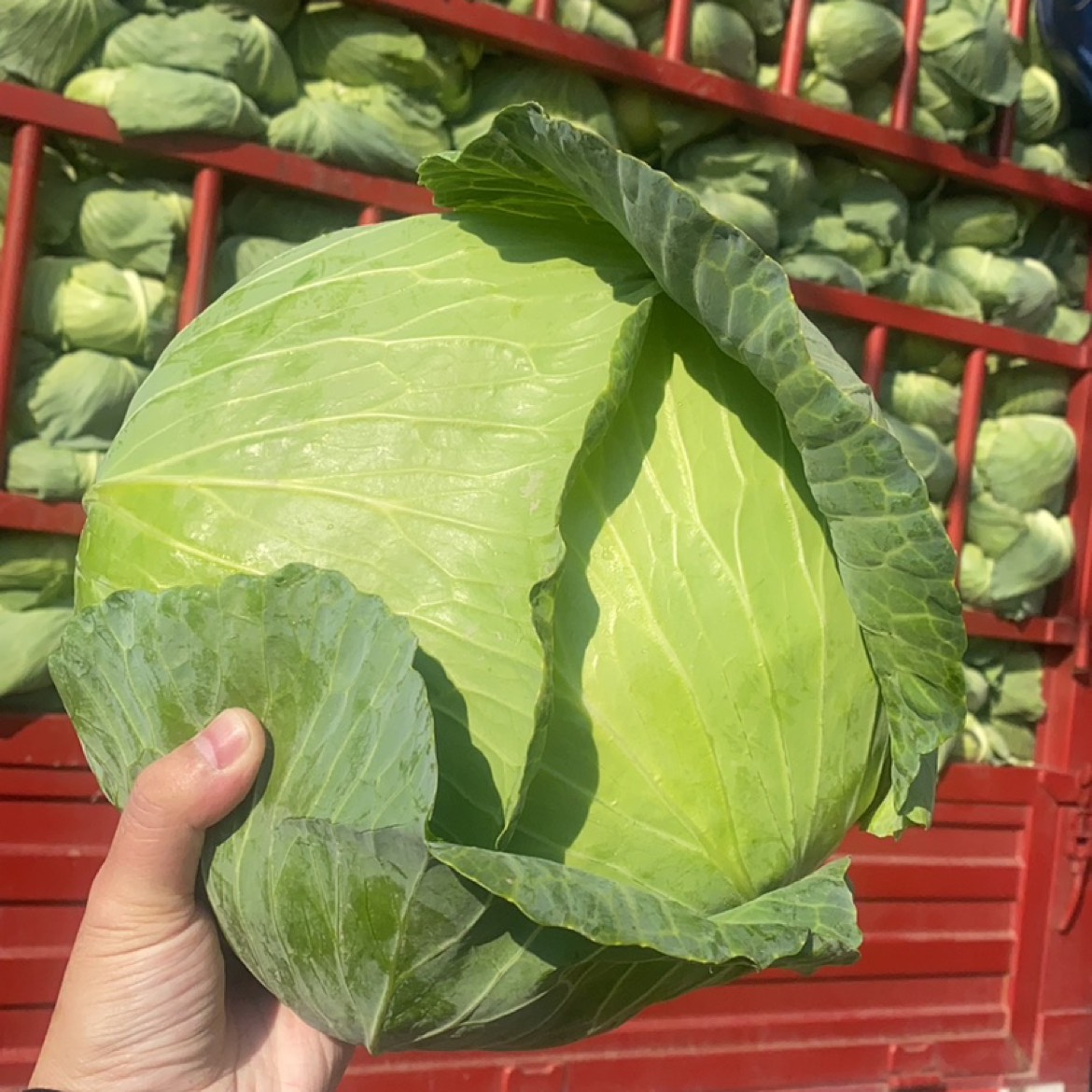 陜西西安生鮮蔬菜配送公司