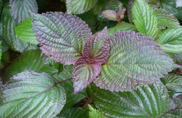 小飯桌蔬菜配送怎么做的